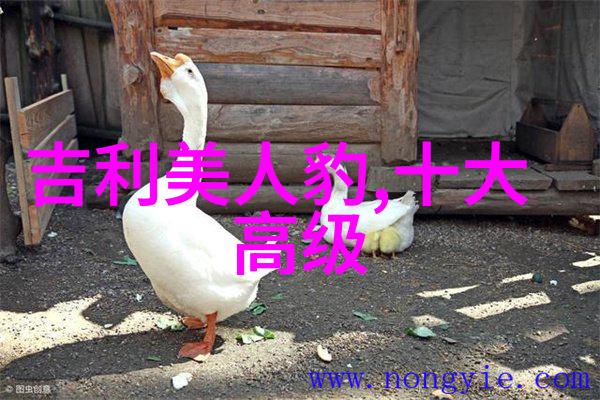 时尚男孩的发型革新剖析当代流行趋势