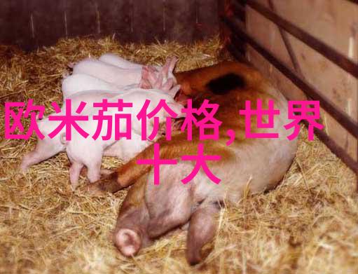 倾城小佳人一个关于爱与勇气的故事