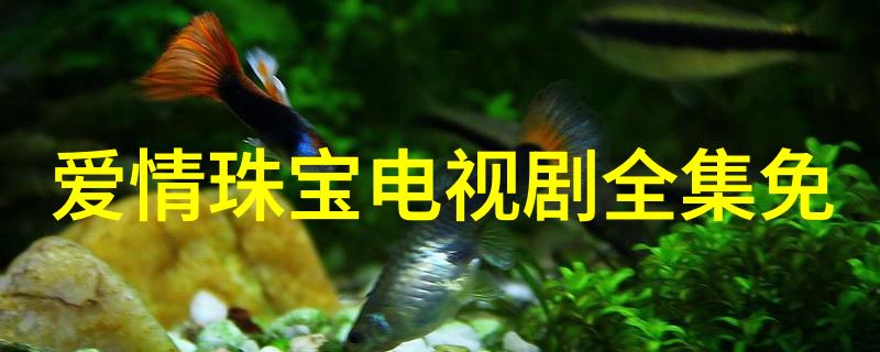 生肖守护神txt全集下载-十二生肖之灵魂守望生肖守护神全集阅读指南