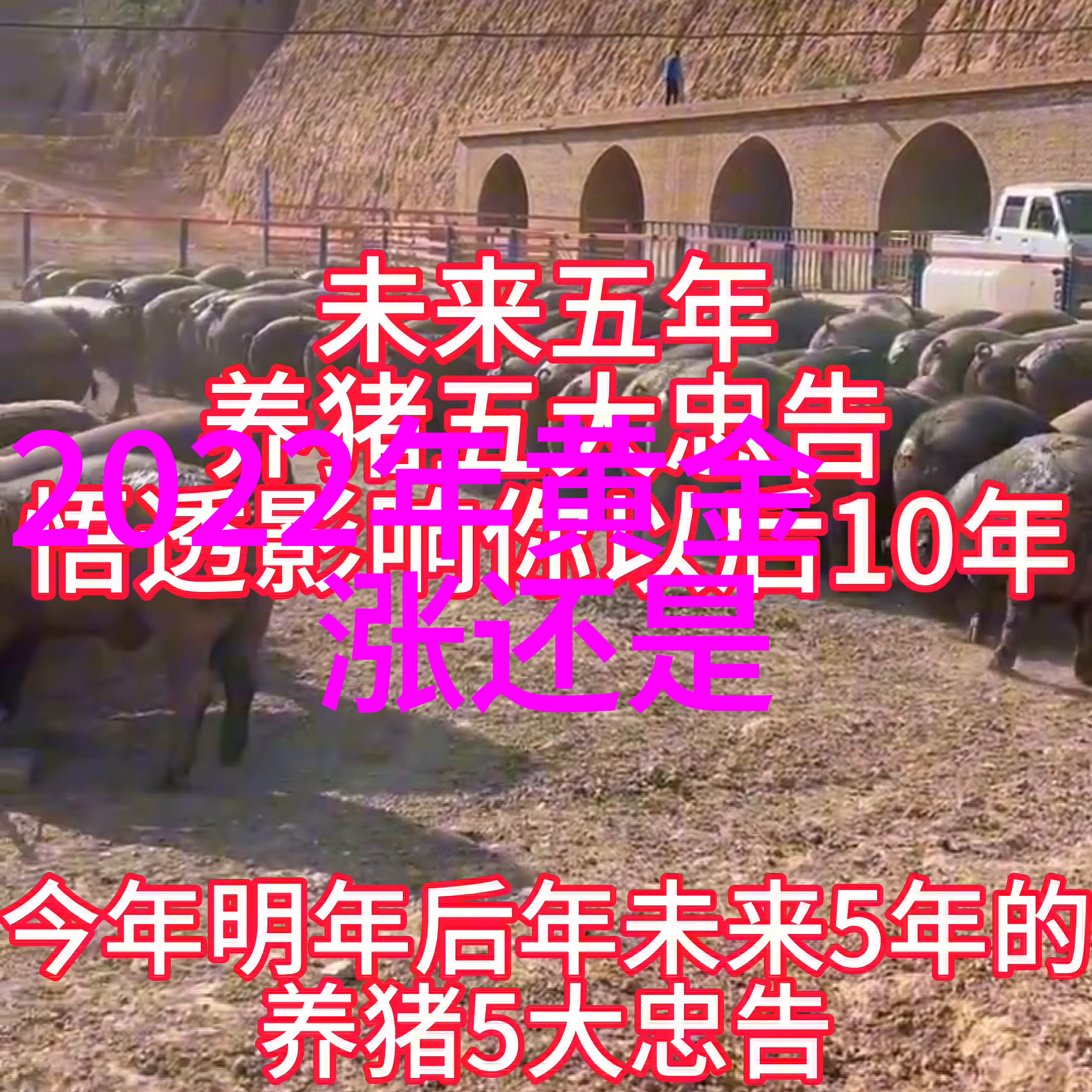 菟丝花的高干之谜