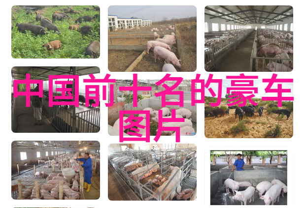 扶摇皇后穿越之巅峰女主的逆袭与权谋生存