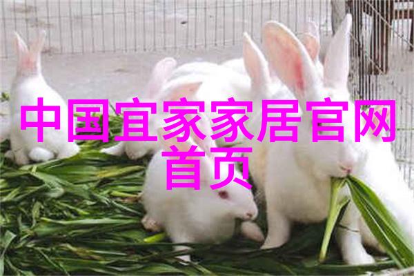 街道的回声卡奴迪路的故事