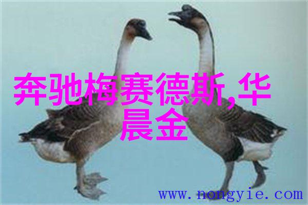 新一代魅力解读2023年最火热的短发与长发混合款式