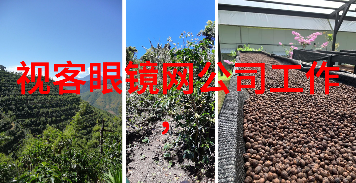 喜欢看花不如自己种花来看看6种长得好又容易养的花吧
