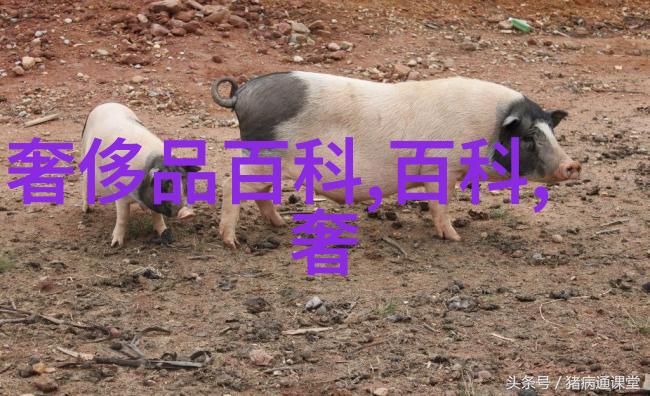 男士自理发指南从剪刀到梳子掌握每一步