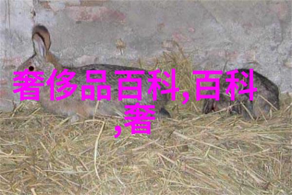 主题我和迪亚多纳的奇妙冒险