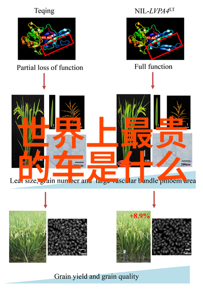 晚间十大禁止的直播应用程序在iOS系统上的探究