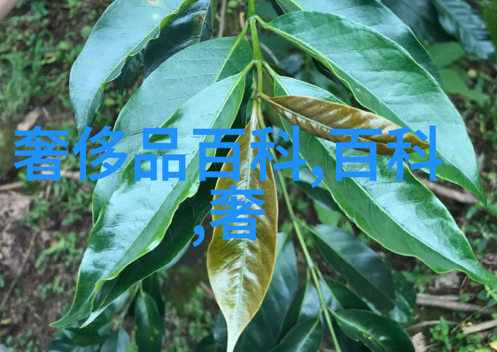 249数字之谜故事的开端