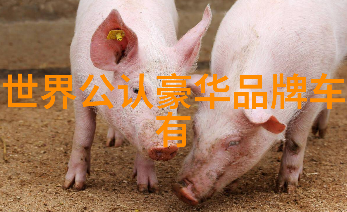 红木玉石与梦想中国地质大学珠宝设计实习生记