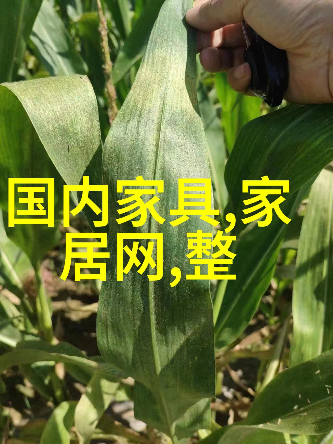 技术与互联网-百度搜索引擎的发展历程及未来趋势分析