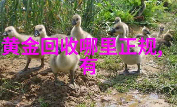 秋意浓时女士优雅轻盈裙摆与温暖外套的完美结合