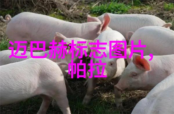 小豹翻译棒独宠粉丝任性送出日本6日游豪华大礼包投资一个眼镜店大概需要多少钱丧心病狂