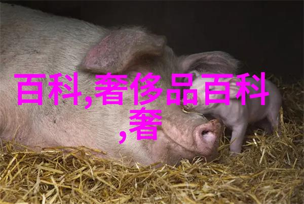 爱情岛论坛探索心灵港湾的线路指南