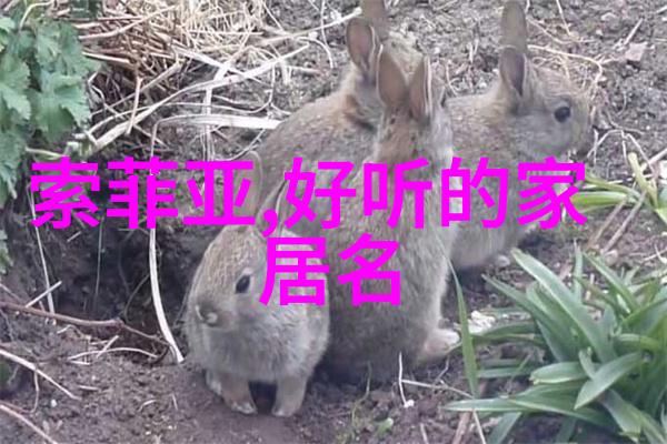 我的贝雷帽我的故事