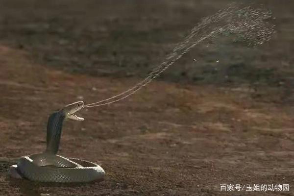 眼镜蛇有多毒_蛇吃蛇不怕毒_眼镜蛇的毒致命吗/