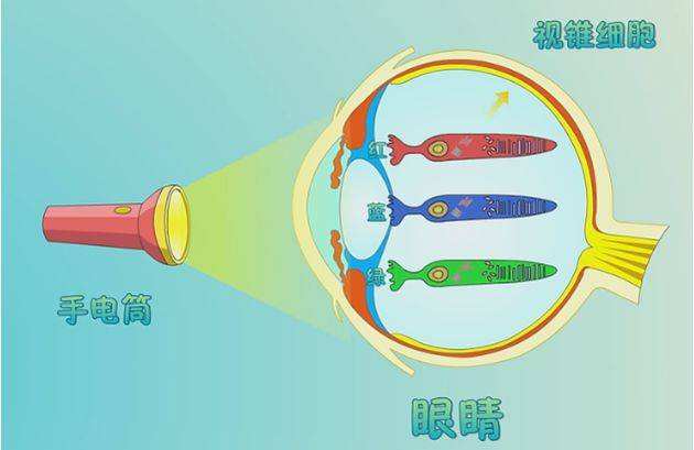 驾校色盲眼镜_色盲眼镜_色盲眼镜有用吗/